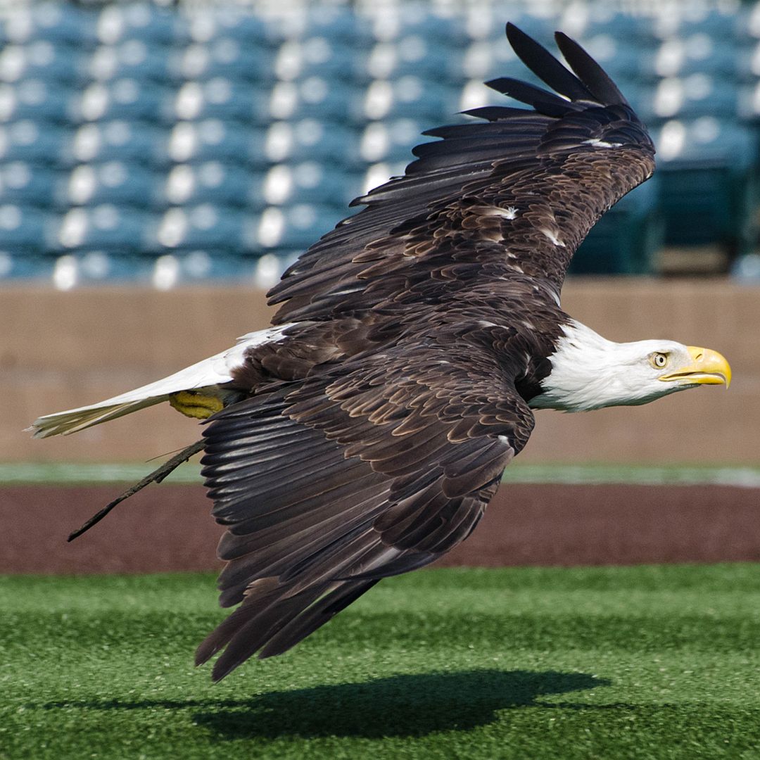 Bald Eagle - Patriot - World Bird Sanctuary