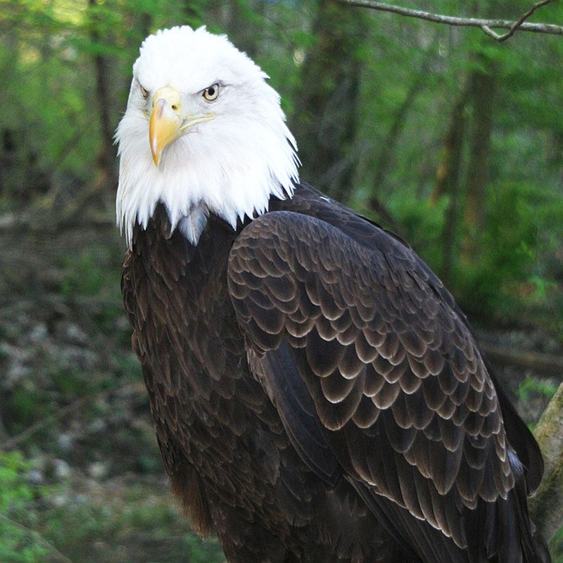 Bald Eagle - Patriot - World Bird Sanctuary