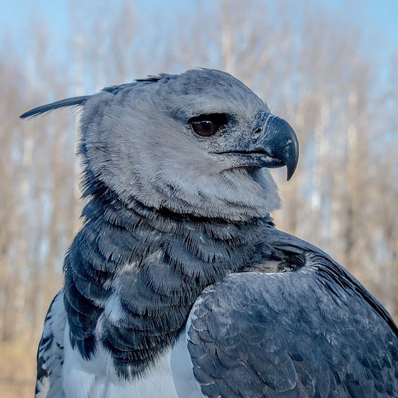 Harpy Eagle - Alejandro - World Bird Sanctuary