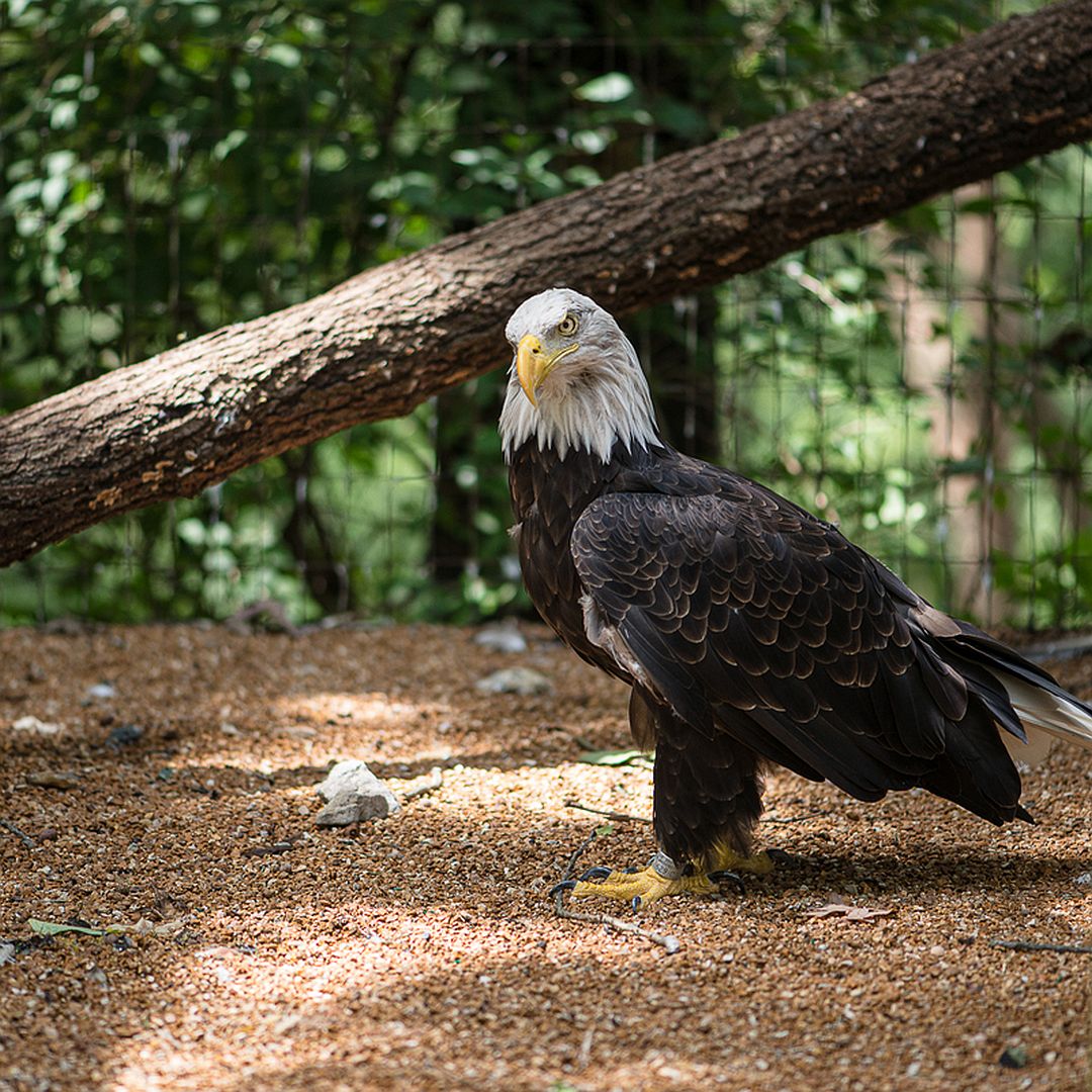 Bald Eagle Murphy World Bird Sanctuary