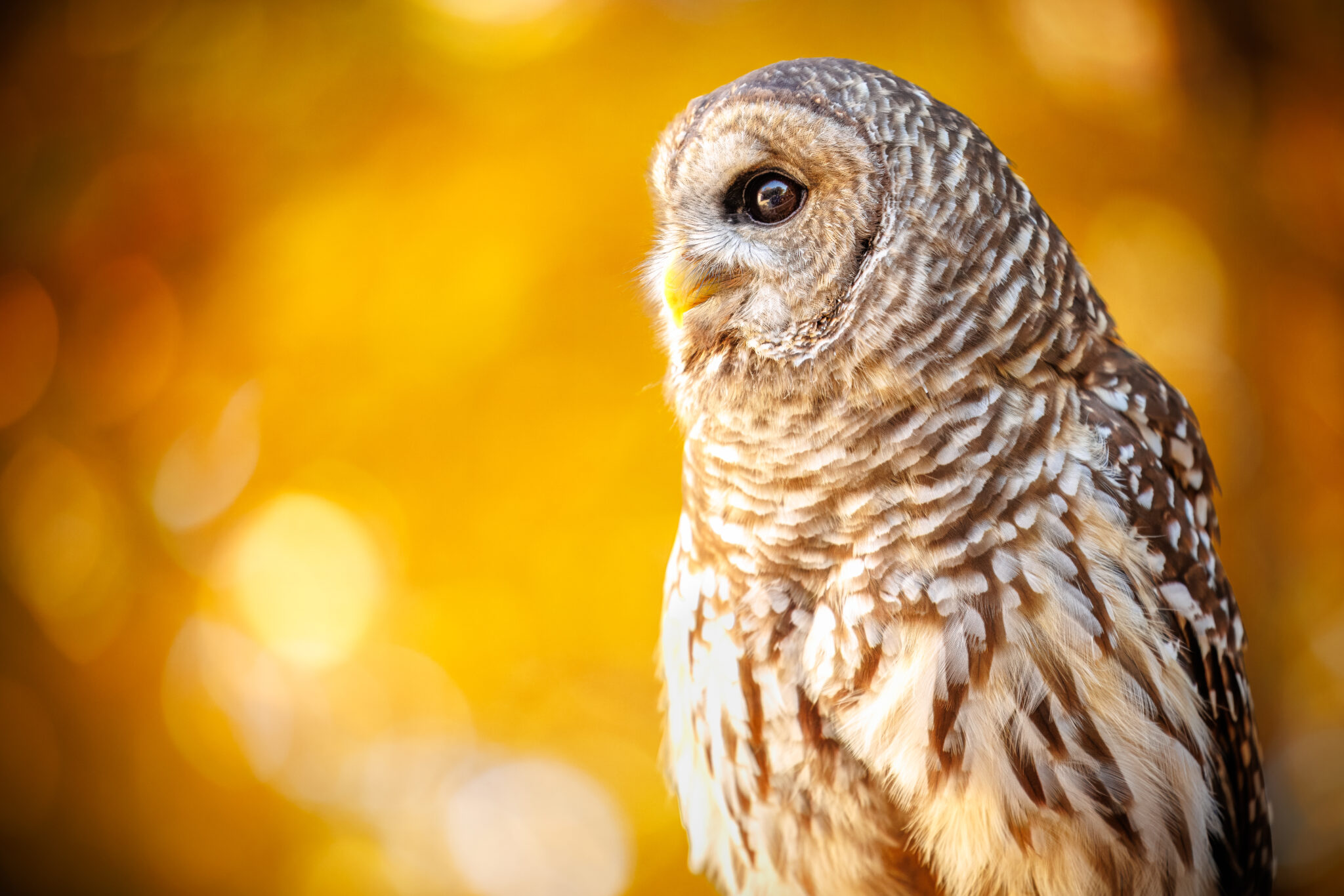 Programs - World Bird Sanctuary